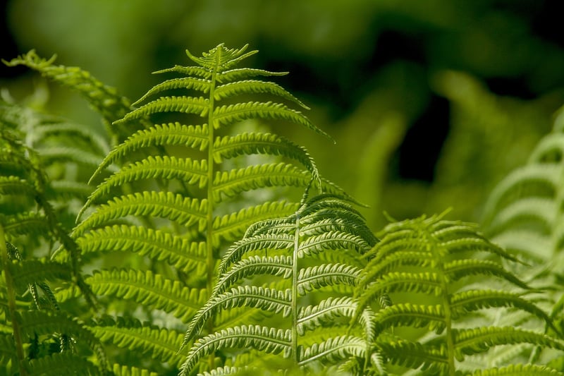Coleus