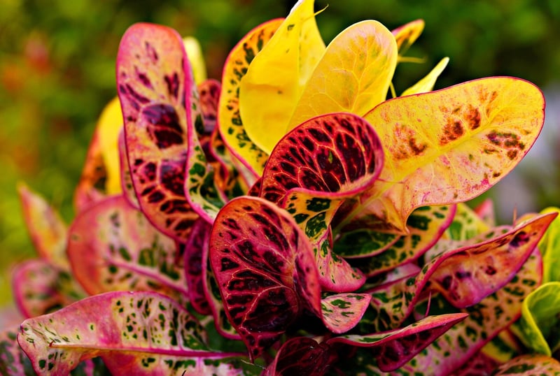 Croton